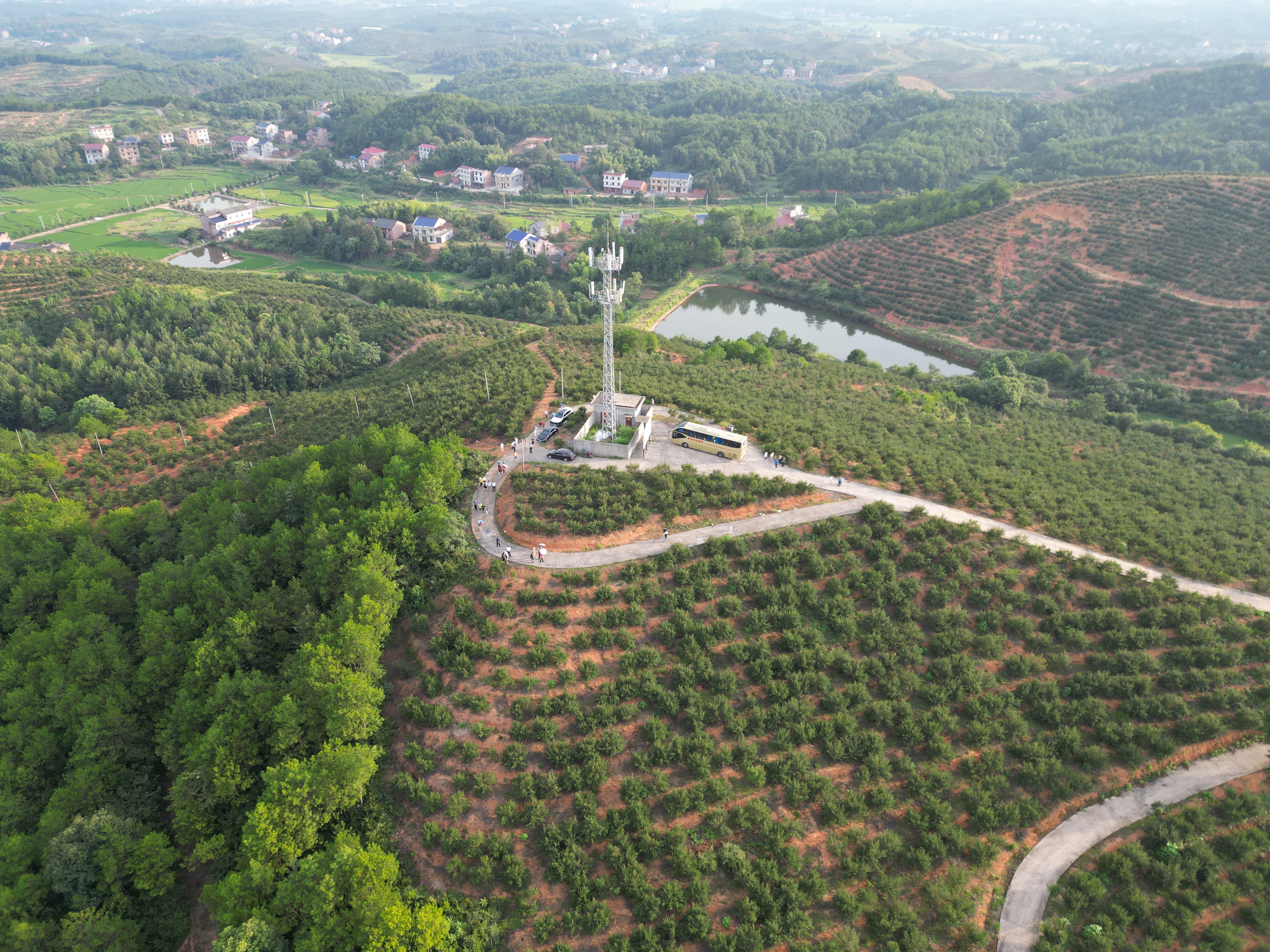 芯禾油茶示范基地